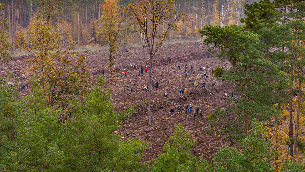 Blick von oben auf das Baumpflanz Event im November 2024