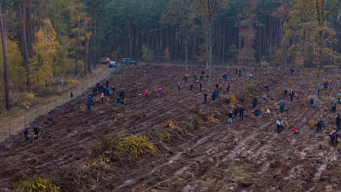 Blick von oben auf das Baumpflanz Event im November 2024