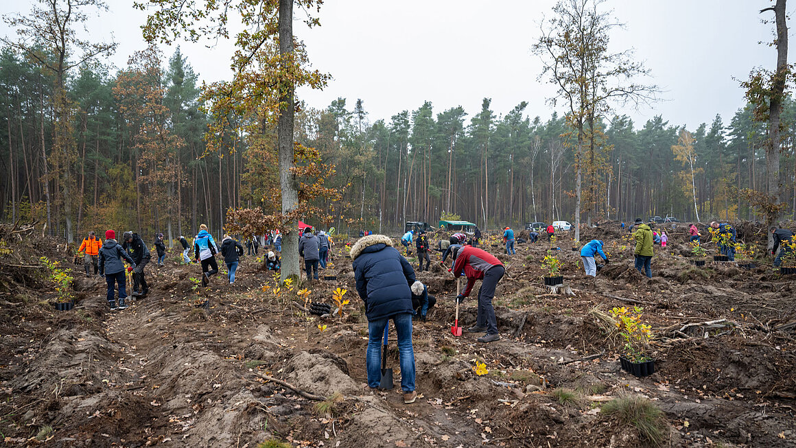 Verschiedene Menschen pflanzen Bäume im Waldgebiet Colbitz