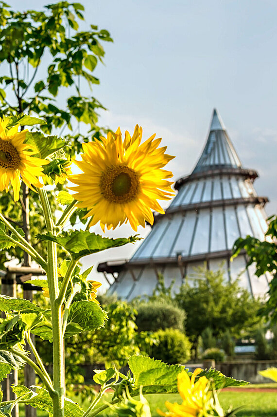 Sonnenblumen vor dem Jahrtausendturm im Elbauenpark