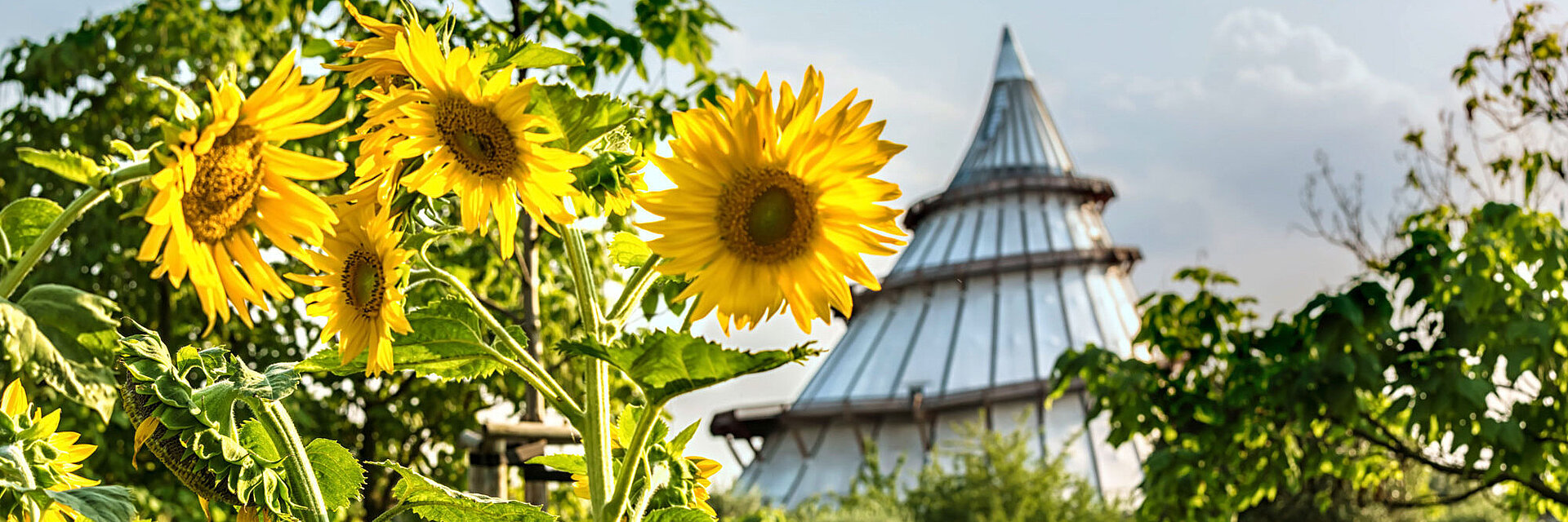 Sonnenblumen vor dem Jahrtausendturm im Elbauenpark