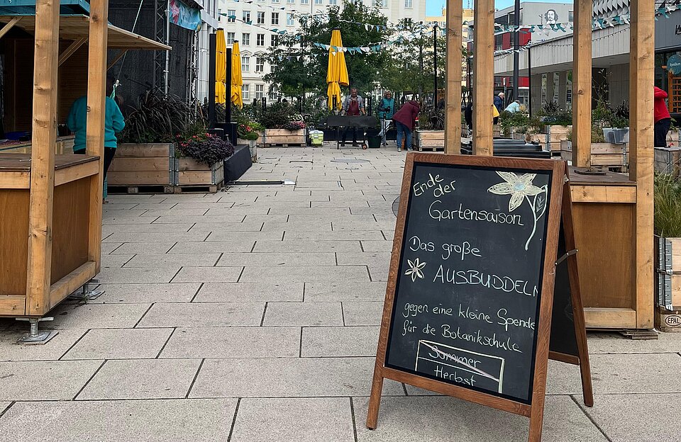 Magdeburger Gartenfreunde buddeln in Nachbars Garten Pflanzen aus den Hochbeeten.